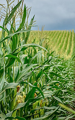 Corn leaves close up with cornfield in distance