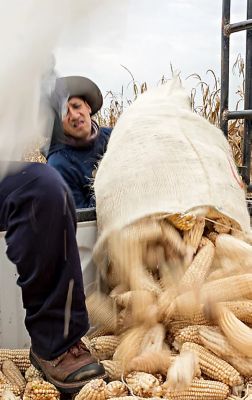 man tossing bag of corn into back of truck with corn field background