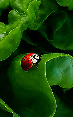 lady bug on green leaf close up