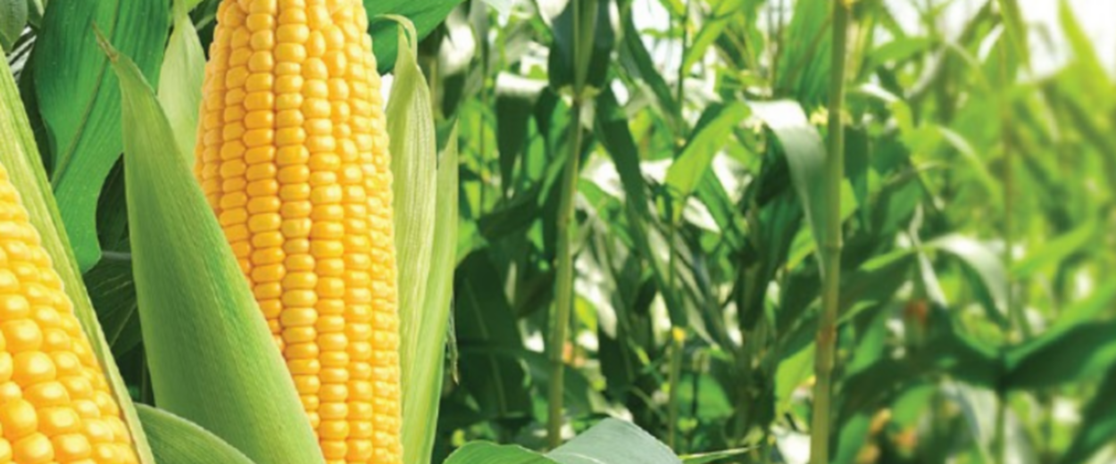 Corn plant to illustrate why Rinskor™ active is a good fit for Corn.