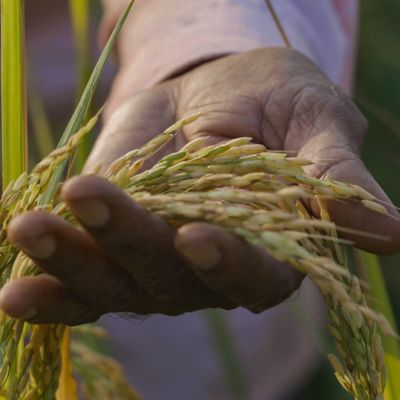 man's hand holding wheat stalks