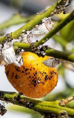 Grains growing close up