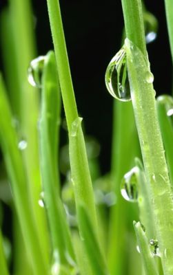 Grains growing close up