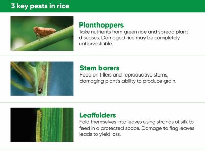 Three images of rice pests: Planthoppers, Stem borers, Leaffolders