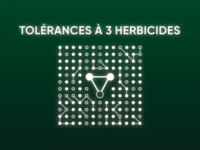 Tolérance élevée aux herbicides