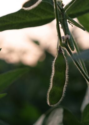 Leaf close up with sunrise in background