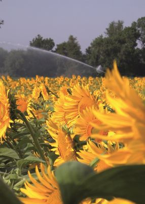 Field of Sunflowers close up