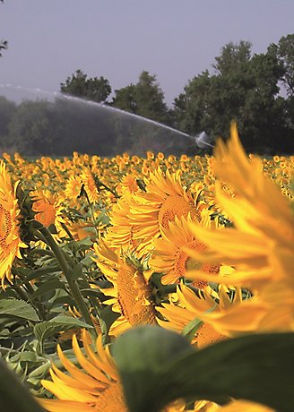 Field of Sunflowers close up