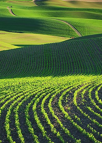 contour crop rows over rolling hills with sunshine