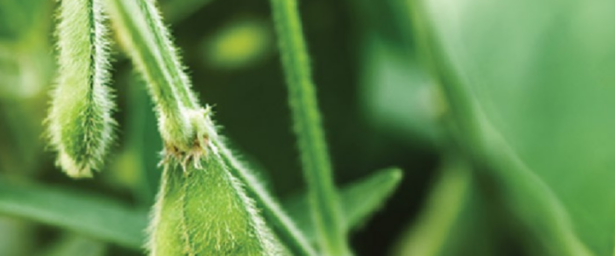 Soybean plant to illustrate why Rinskor™ active is a good fit for Soybean.