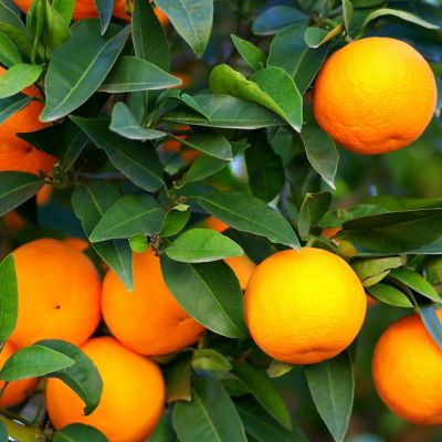 Oranges on an orange tree