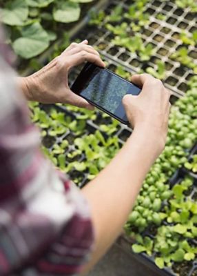 person with smartphone taking photo of plants