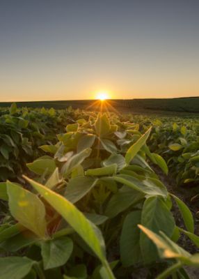 sunrise over crop field