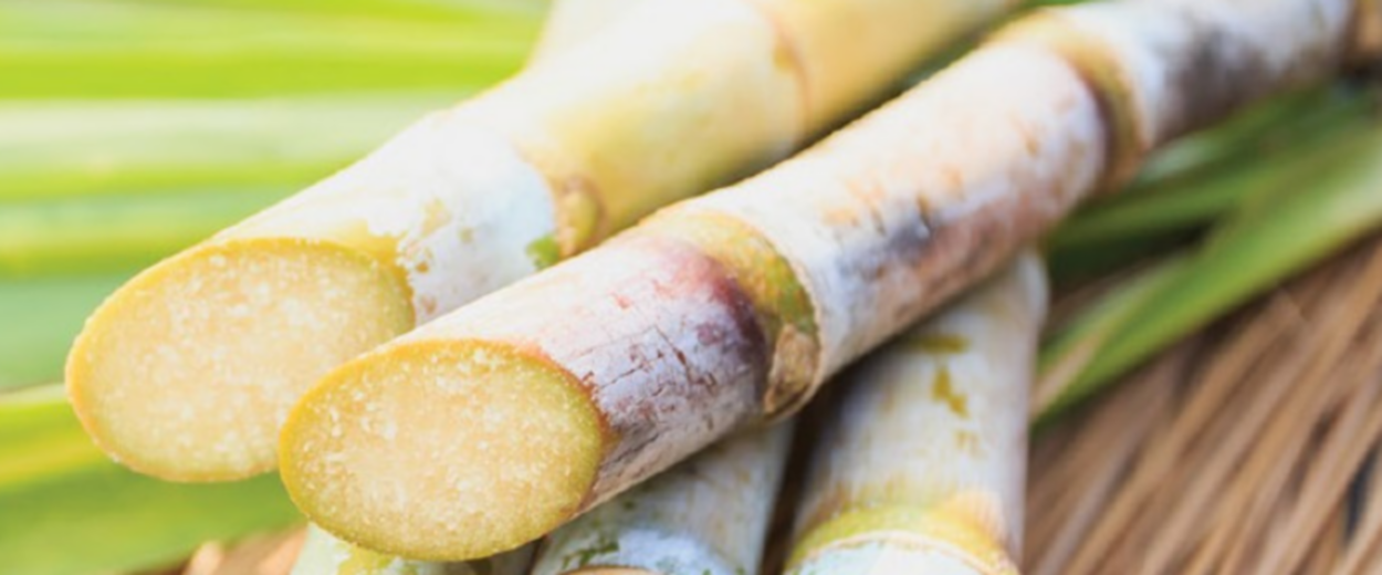 Sugarcane plant to illustrate why Rinskor™ active is a good fit for Sugarcane.