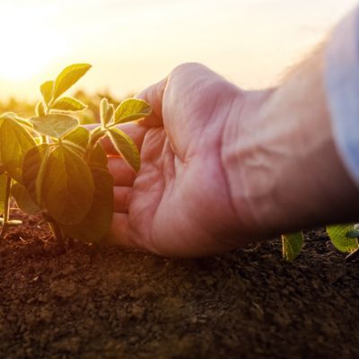 Man's hand next to seedling in soil