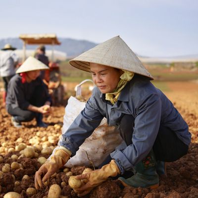 women in Asia harvesting potatoes
