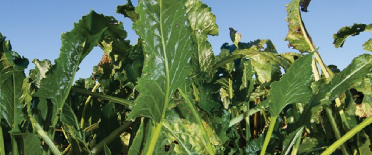 Sugarbeet plant to illustrate why Rinskor™ active is a good fit for Sugarbeets.