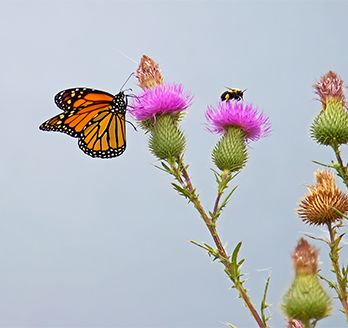 a monarch butterfly on a pink flower