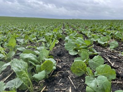 Close up view of canola 