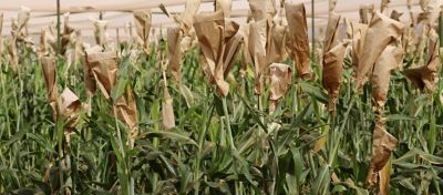 IMG-ABS_project_experiment_pollinations-5120x2250-globa