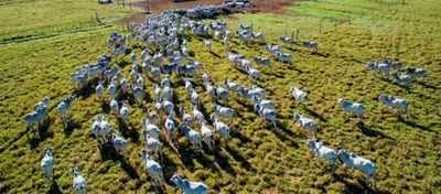 Como calcular o custo da arroba do boi gordo
