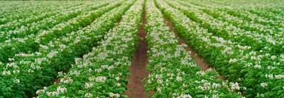 IMG-AF_DOW000221E_WebBanner-Mobile_375x600-Corteva_LA_BR-V1