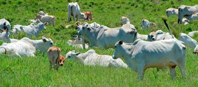 Qual o melhor momento para comprar bezerros?