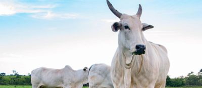 Pecuária de corte e leite em números: rentabilidades em 2018 e 2019