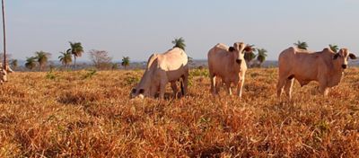 As estratégias para minimizar os efeitos da redução das chuvas sobre a produção pecuária devem ser planejadas com antecedência e baseadas em números e resultados.