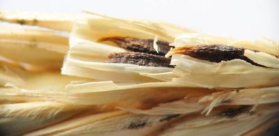 Agallas de anguina en cebada