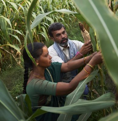 Agriculteurs inspectant le maïs