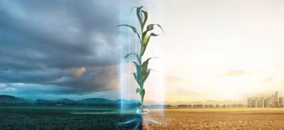 Híbridos Optimum AQUAmax™ apresentam bom desempenho mesmo em condições adversas