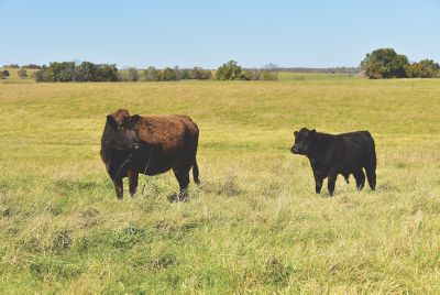 Brown cow and black calf in a pasture
