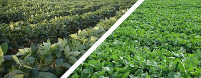 Soybeans and canola plants
