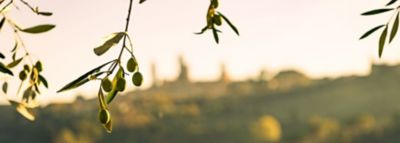 Rama de olivo
