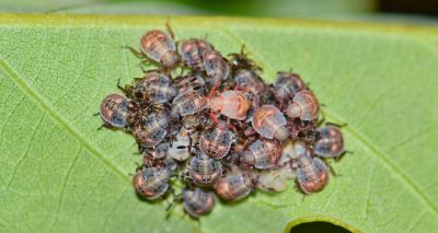 IMG-AdobeStock_205409878-Corteva-golbal-V1