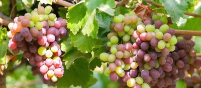 IMG-AdobeStock_391216783-Corteva-Global-V1