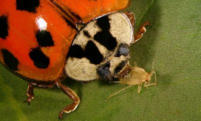 closeup of Insect Pest Predator on a leaf