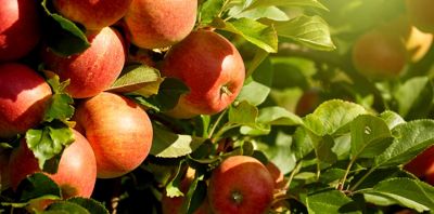 IMG-AdobeStock_92789597-Corteva-ZA-V1