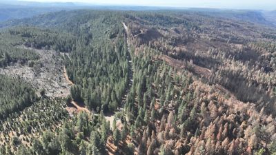 Aerial view of forest with fire damage