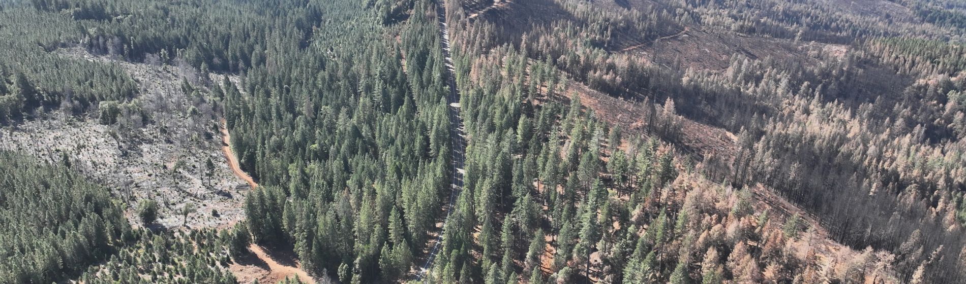 drone view of forest with fire damage
