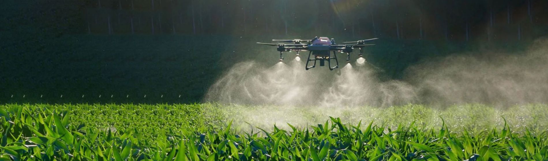 Día Mundial del Medio ambiente