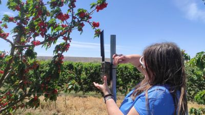 Aparato de teledetección en un cultivo vinculado al proyecto LAIKcA.