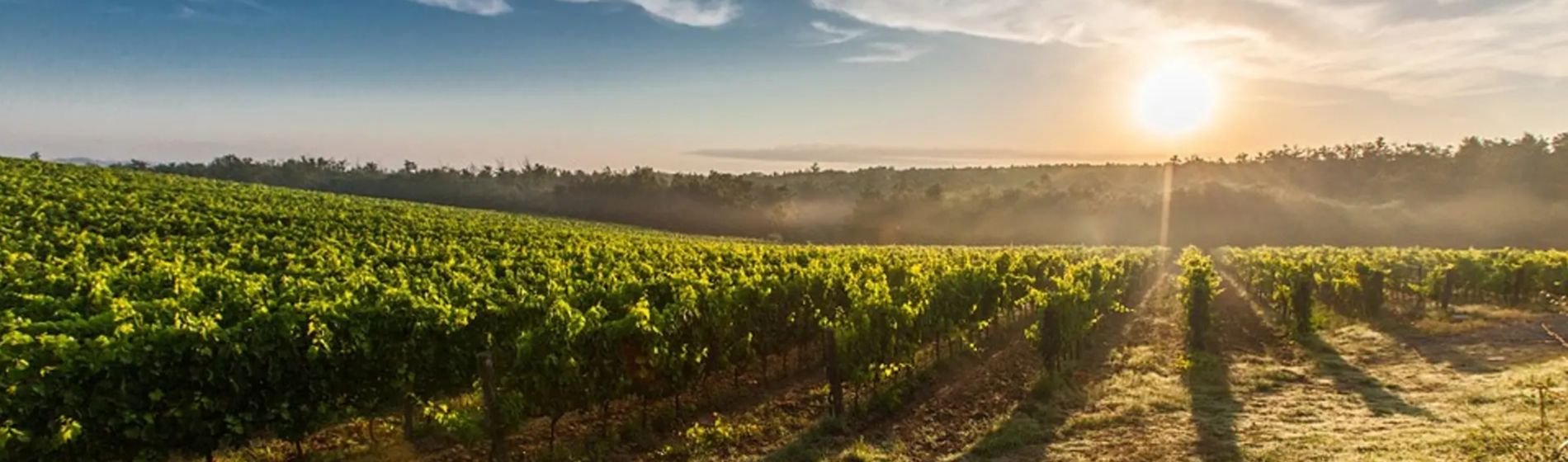 Agroganadería regenerativa