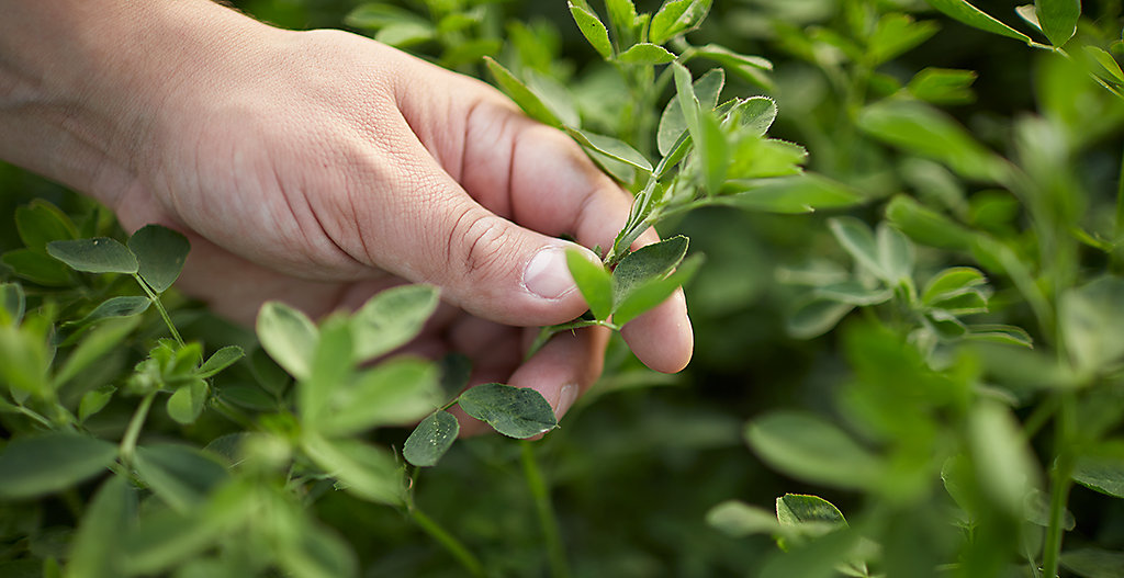 Hand holding alalfa plants - in field