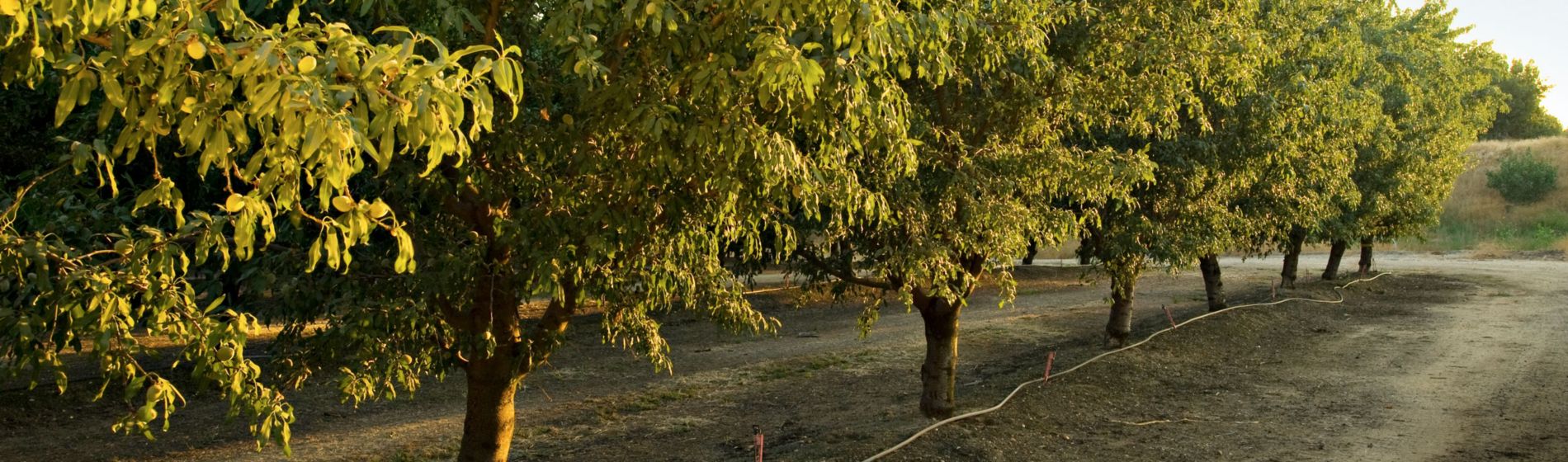 Cultivo de almendros
