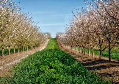 almond orchard