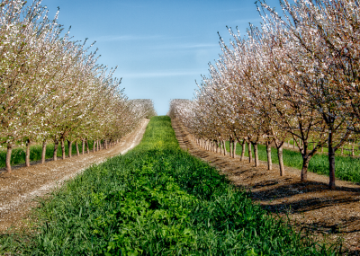 Almond Orchard