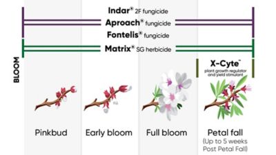 Bloom Tree Nut Phenology