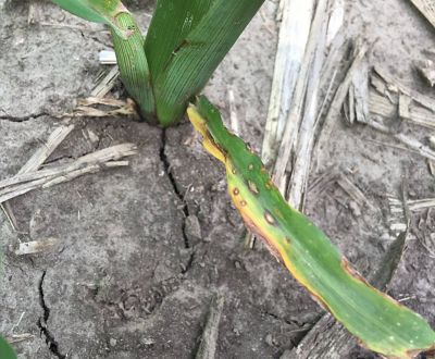 Anthracnose leaf blight on corn leaf